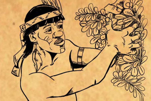 Imagen de ¿Cómo elaboraban y producían la Yerba Mate los guaraníes? (Primera parte)